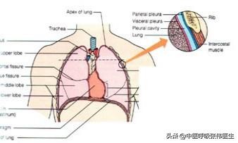 恶性胸腔积液引流几天取管,黄色胸腔积液是恶性积液吗