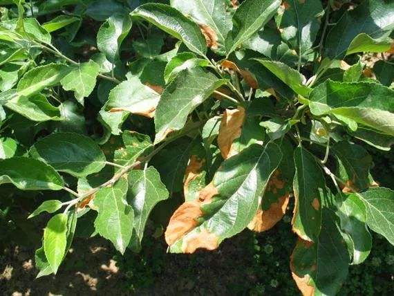苹果树黄叶病,苹果树黄叶病怎么治疗