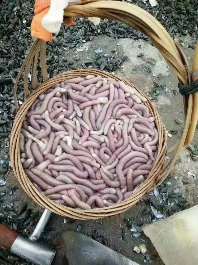 海陵岛闸坡渔港,海陵岛闸坡世界级渔港码头