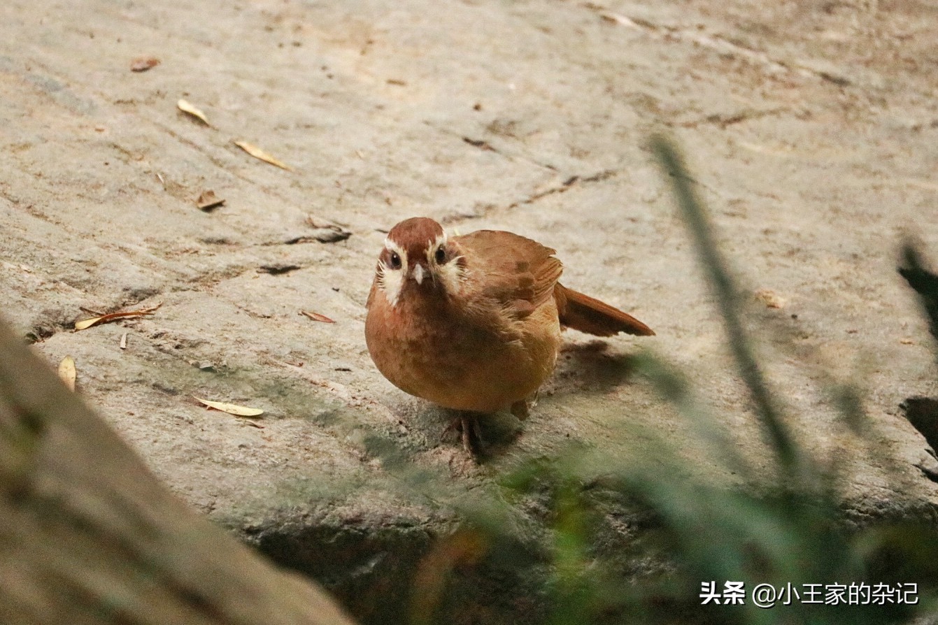国际爱鸟日天桥岭,国际爱鸟日