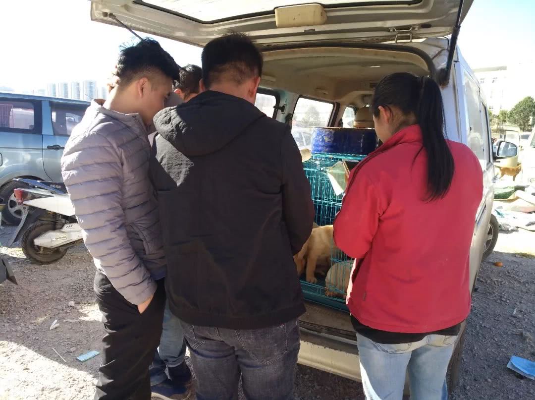 拉布拉多在狗市卖多少钱一只,狗市多少钱一只拉布拉多