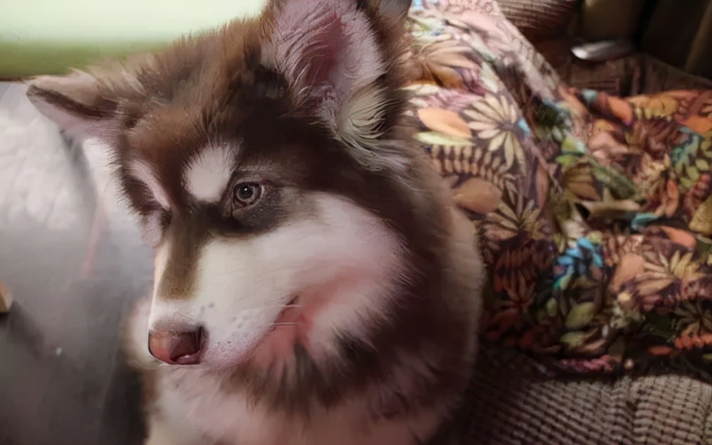 阿拉斯加体臭怎么去除,阿拉斯加怎么去除体臭