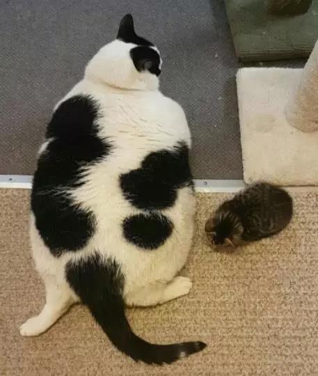 奶牛猫就是神经猫,奶牛猫不是一般的淘气