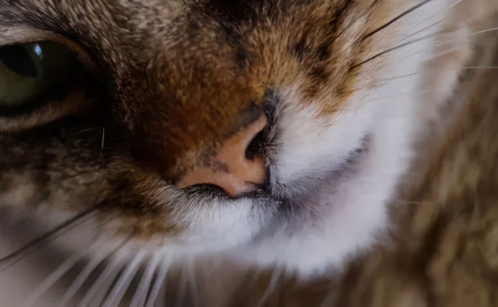 猫咪面相,猫咪面相测试