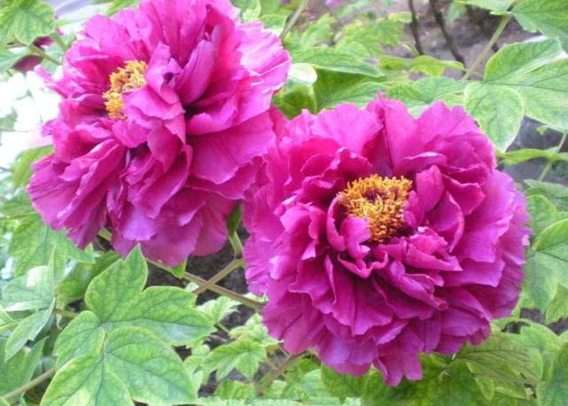 农村庭院中种植的芍药花，为何非得要有牡丹来配植呢？有啥说法吗