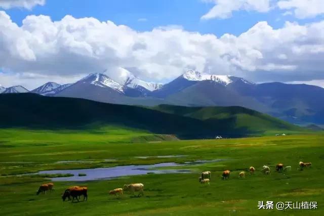 *疆新**库尔勒彻底火了！登上央视让世界瞩目，为库尔勒而骄傲