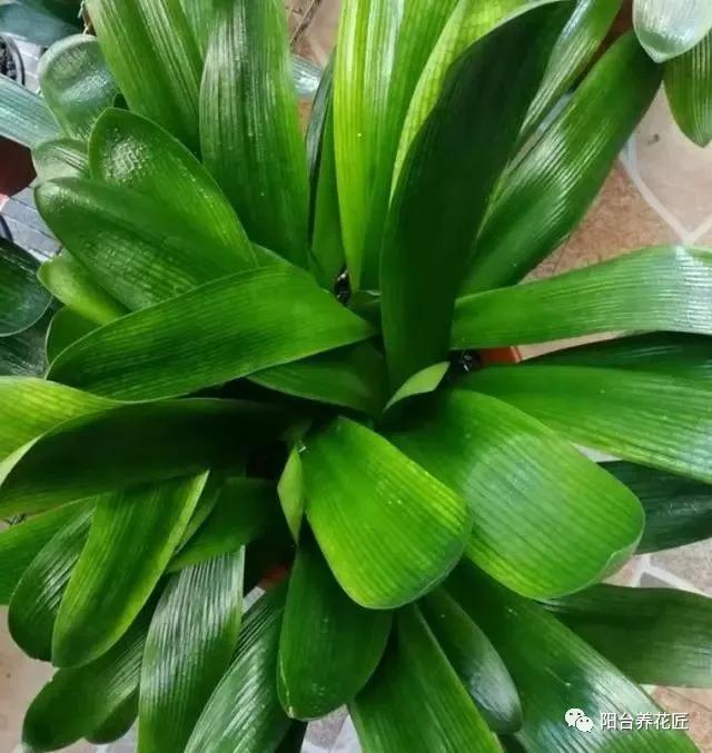 君子兰做群兰什么时候才能长叶子,君子兰烂心后扔掉