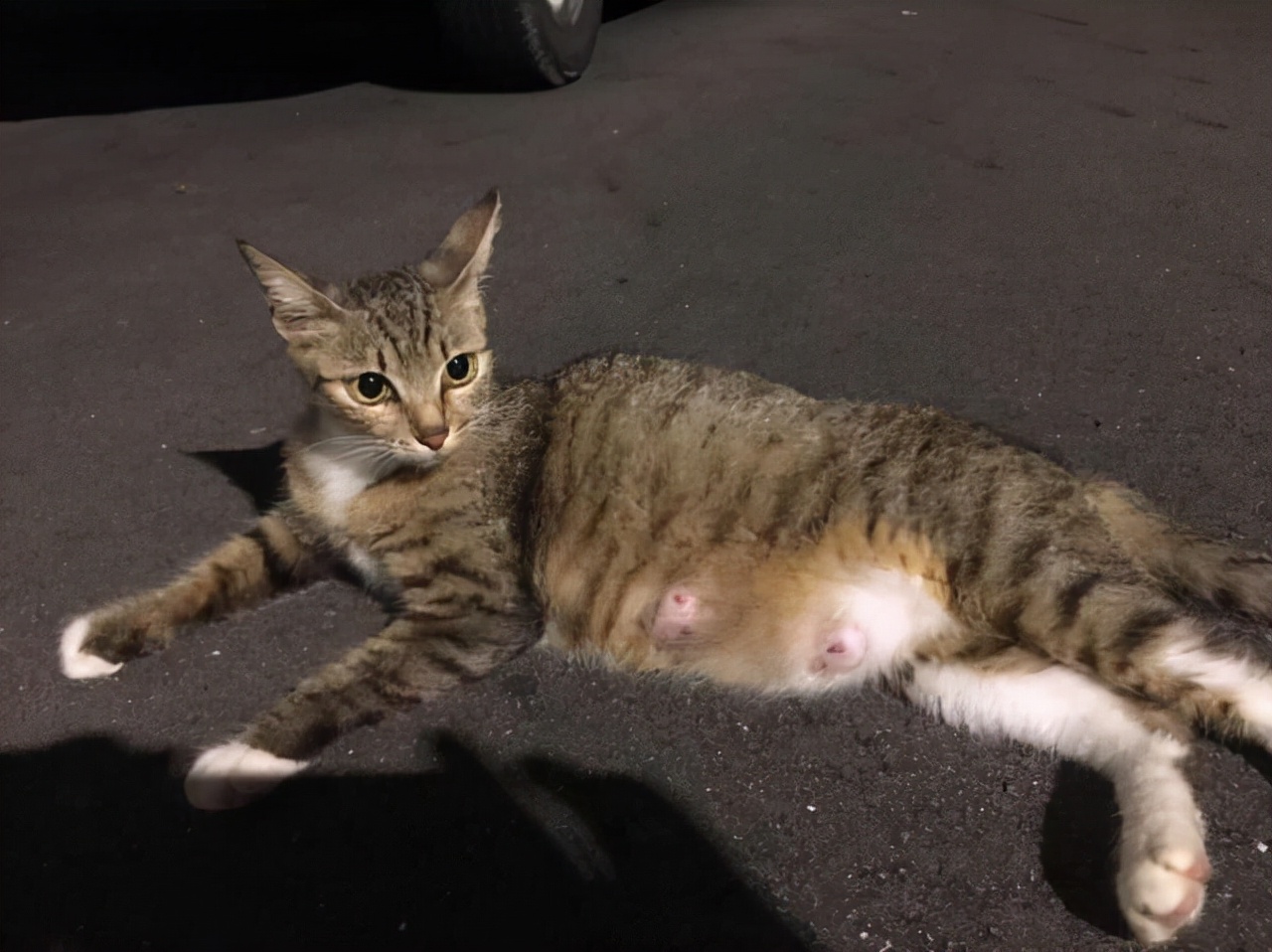 被怀孕母猫碰瓷,被怀孕猫咪碰瓷