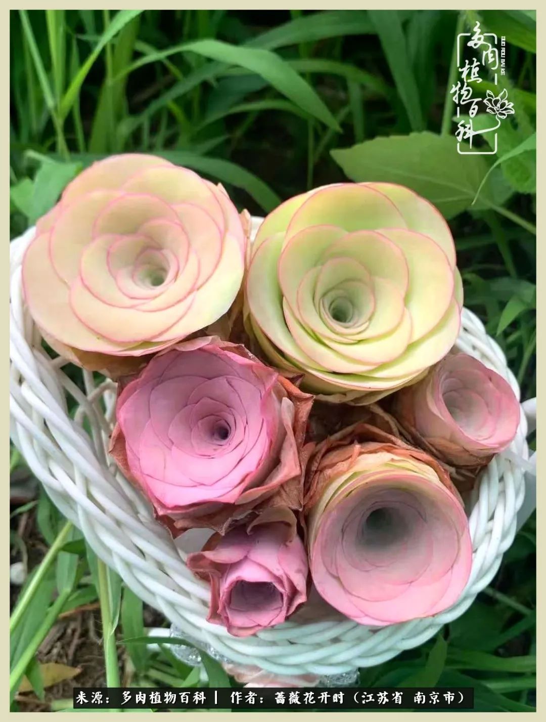 又见颜的妩媚，色的诱惑！这些山地玫瑰礼盒惊艳了眼眸