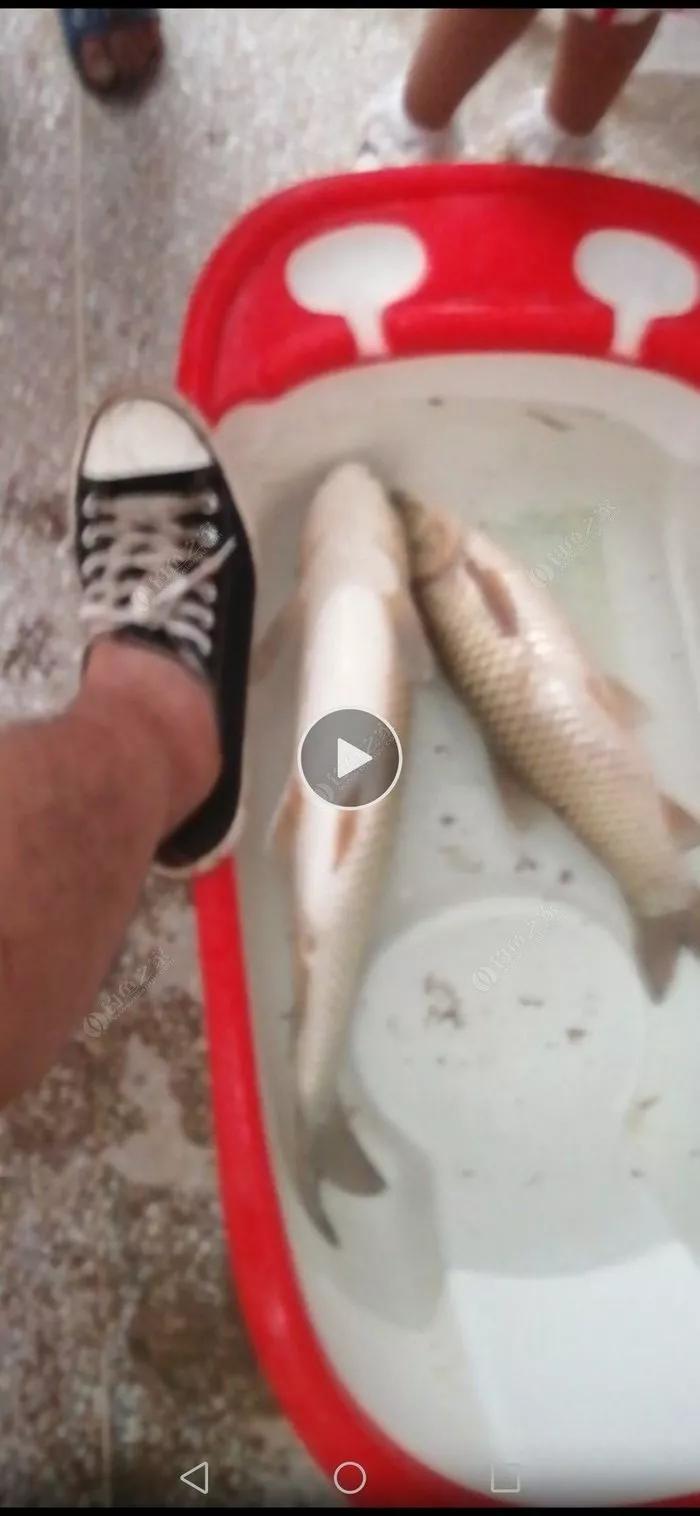 探钓废旧鱼塘之断竿，一波三折