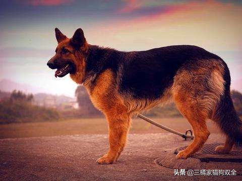 原来德牧也有这么可爱的时候,原来牧羊犬放羊的能力是天生的