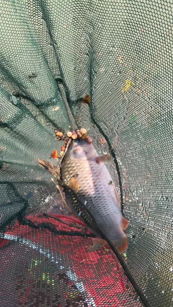 友人相约-本汀七迦爽爆竿