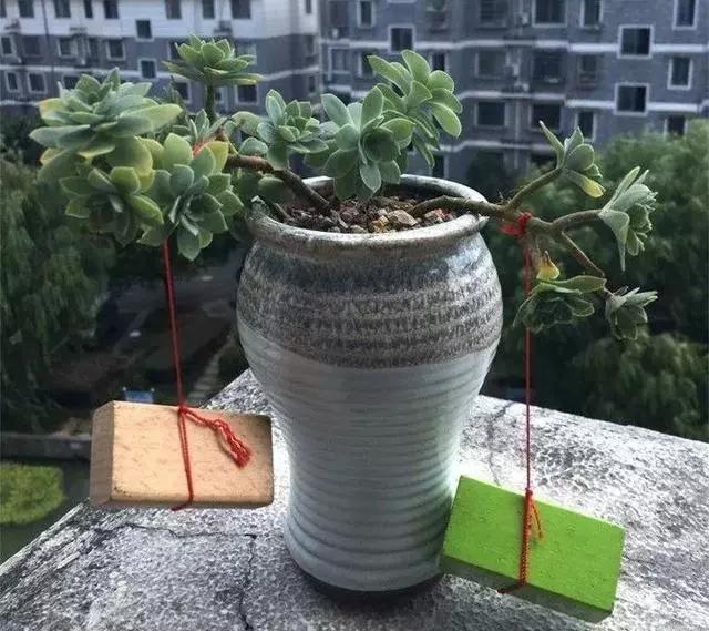 没躲过夏季多肉陡长,学习大神这样做,养成绝美老桩