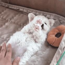 可爱可奶呆萌的小奶狗,可爱呆萌小奶狗