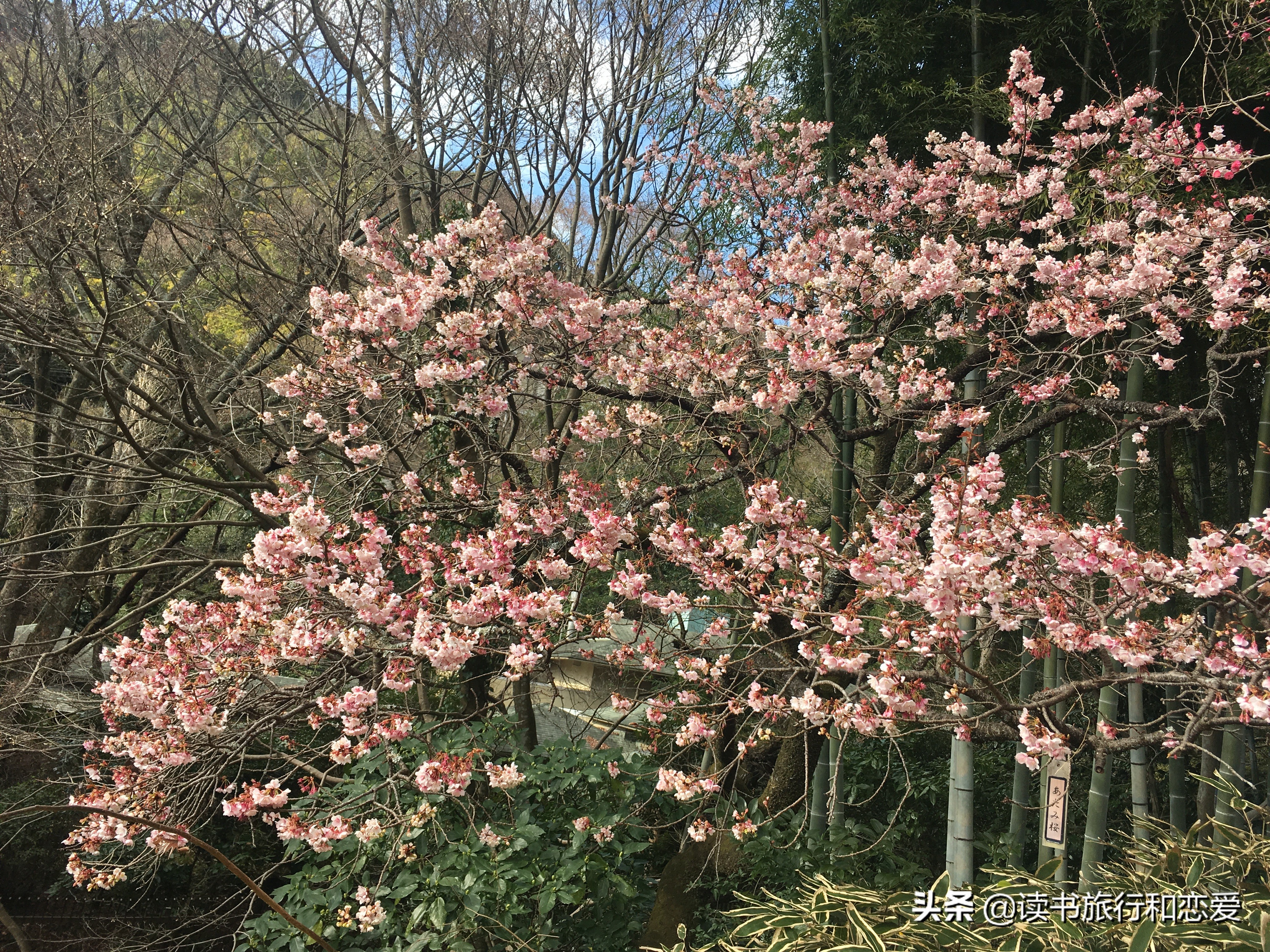 日本樱花旅游回忆,日本热海旅游视频