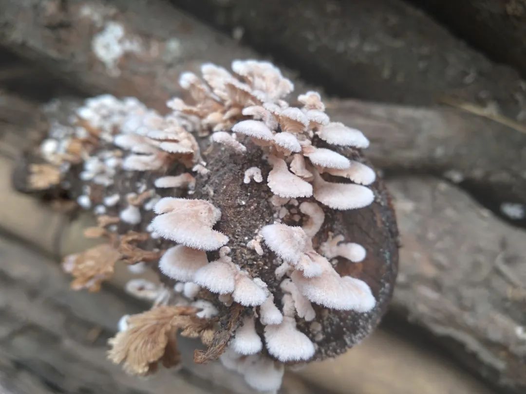 木纹砖和木地板视觉上的区别,木纹砖和地板砖哪个好一点