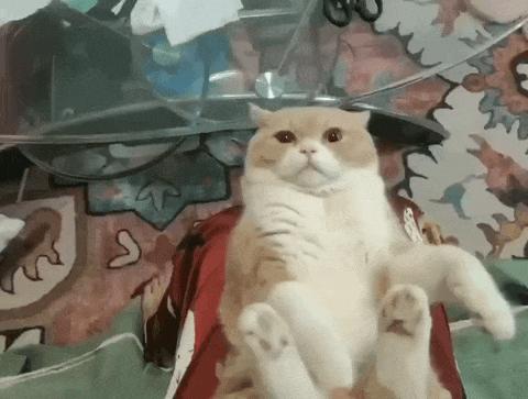 据说最近喵圈流行敷面膜，铲屎官请准备