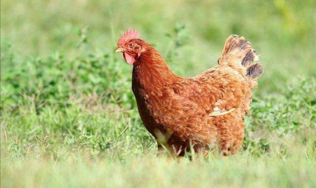 养小鸡的后果,养小鸡一年舍不得杀怎么办