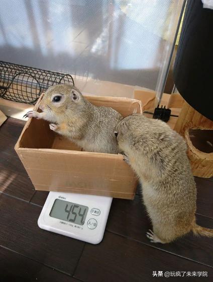 熊猫称完体重后自闭,当熊猫称完体重自闭