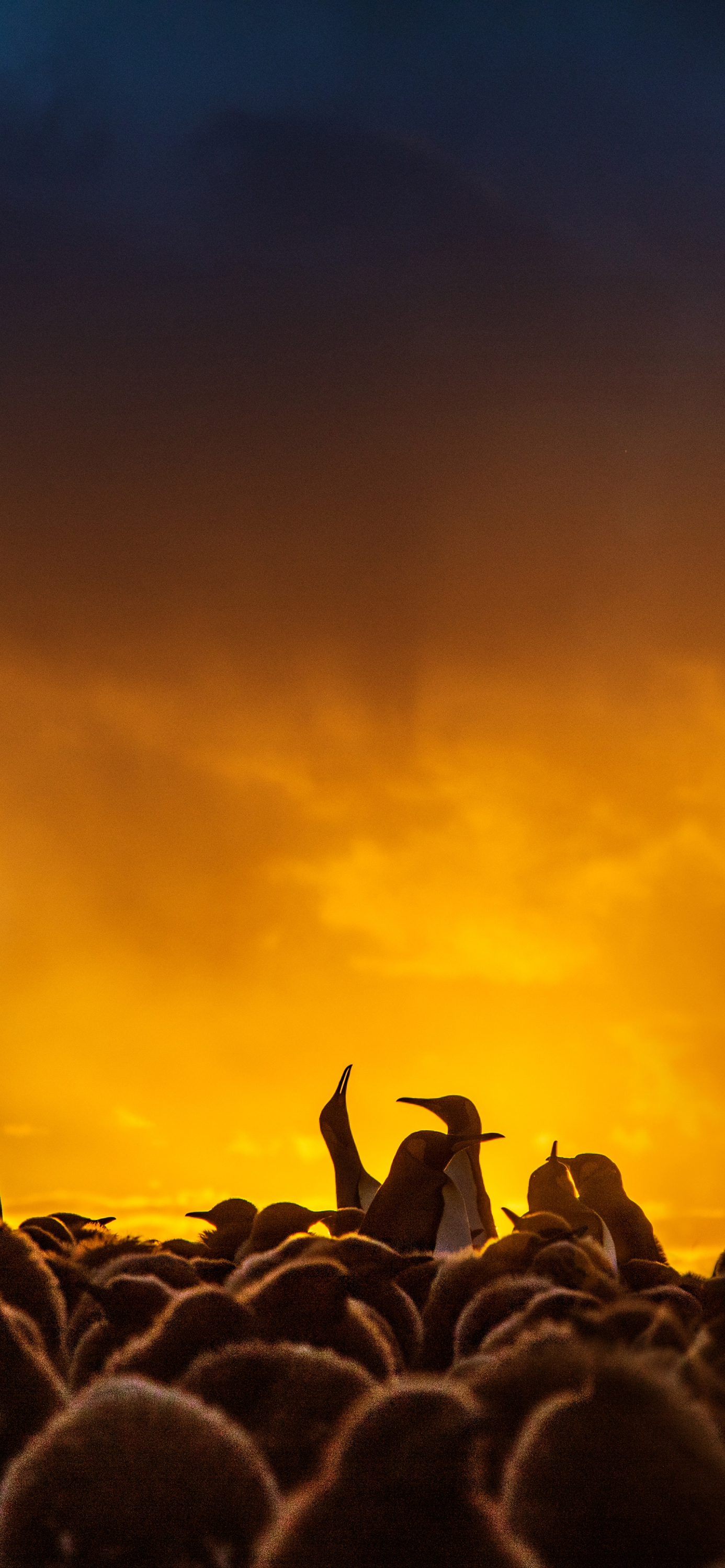花鸟壁纸动物壁纸,动物壁纸高清手机壁纸