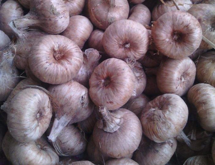 藏红花有开黄色的花吗,藏红花开花特点有哪些图片