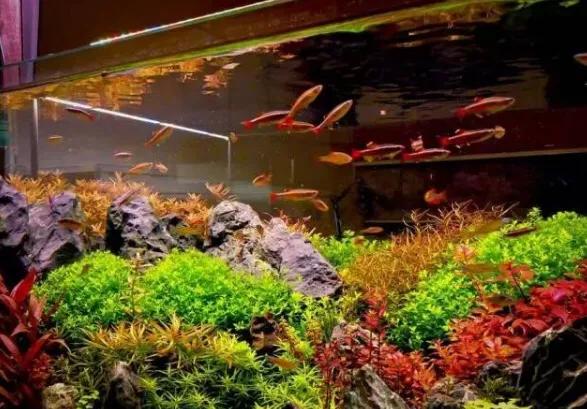 草缸过滤器,新手开草缸