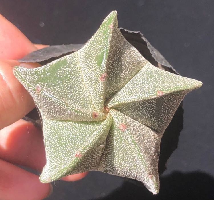 十个仙人球,最新30个仙人球品种