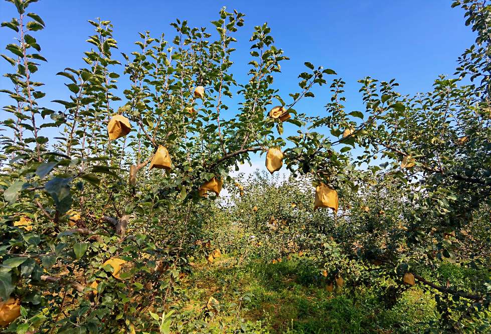 由戴套的苹果说开去