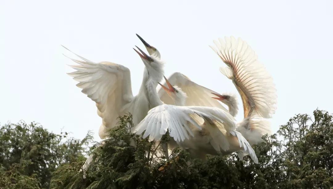 郫都区最好前三个镇排名榜,郫都区排行榜前十名