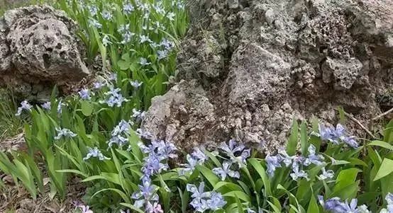 岩石花园景区,岩石园常用花卉