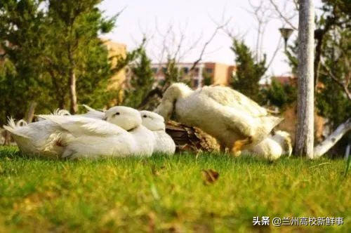 兰州理工大学简介,兰州理工大学百科