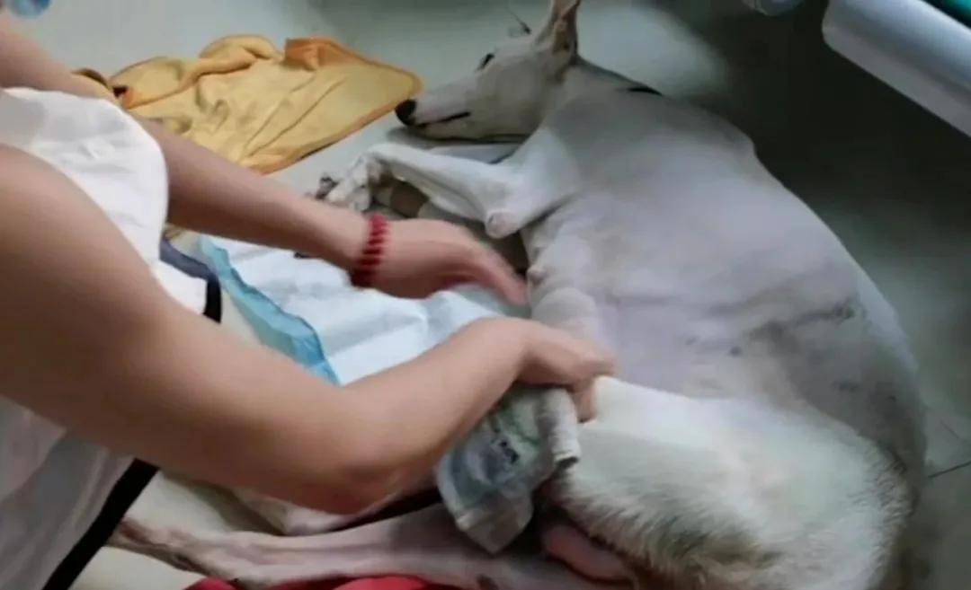 肚子里密密麻麻全是狗！狗妈妈19小时生20只狗崽，医生轮番上阵
