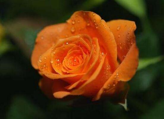 玫瑰花有哪些品种大全,玫瑰花品种大全视频