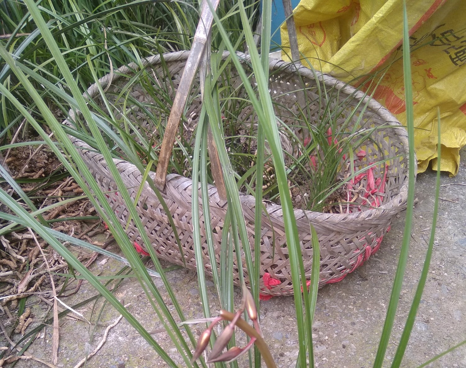 兰花缺水基本干死完了还能救活吗,兰花3个星期没浇水会不会干死