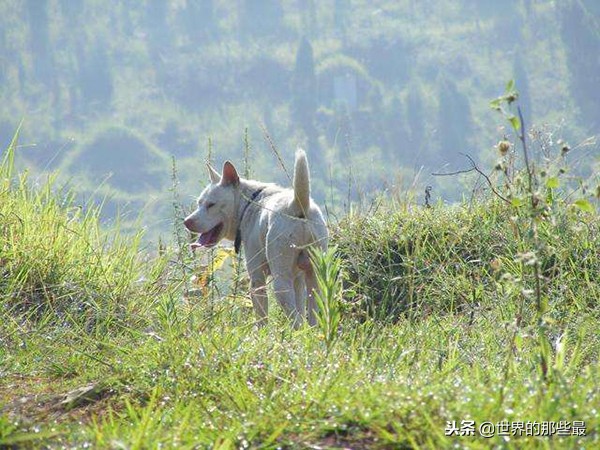 猎犬农村,农村猎狗排名