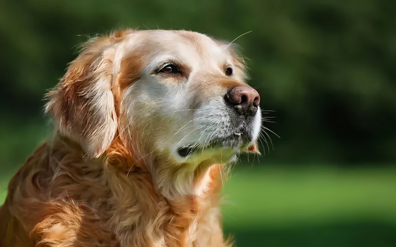 狗狗最近总是发抖是什么原因,狗狗最近经常发抖是什么原因