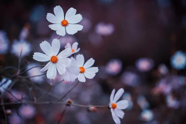 发快手文案句子励志短句霸气,快手励志语录文案素材在哪里找