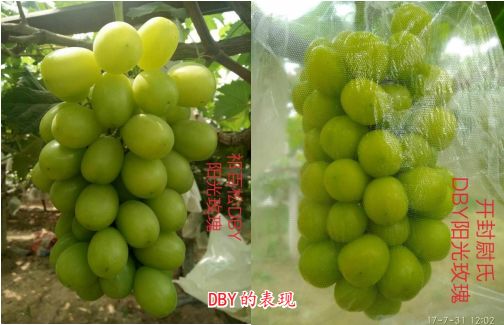 现在种植什么葡萄最赚钱,葡萄产业赚钱项目