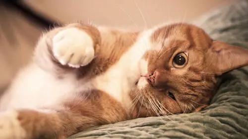 猫得了多囊肾怎么办,猫咪遗传性疾病都有哪些