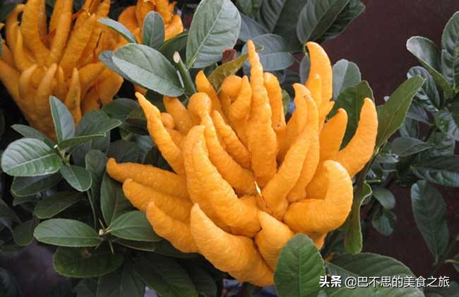 盘点那些令人心动的魅力水果,这些神奇的水果你认识几种