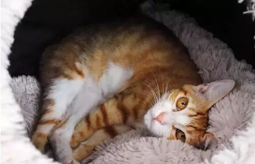 冬天如何正确的给猫咪保暖,冬季怎么给猫咪保暖