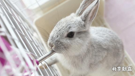 北京有没有撸猫的地方,福州撸兔兔的店