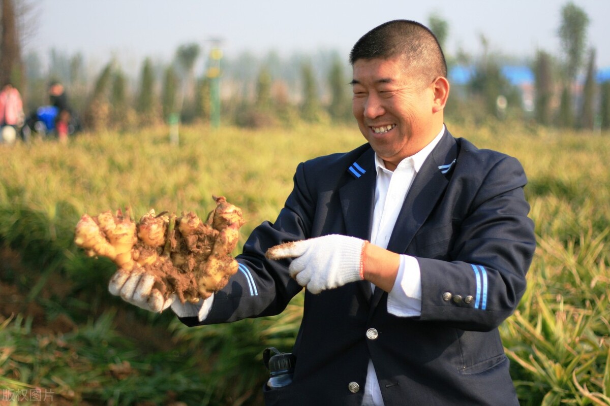 生姜亩产30000斤的方法,四川生姜种植高产方法和最佳时间
