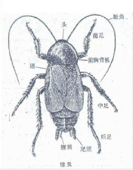蟑螂是打不死的小强,蟑螂太多消灭蟑螂的方法
