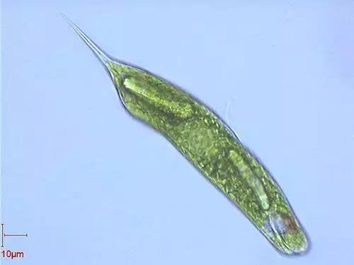 鱼类水产养殖需要哪些藻类,水产养殖显微镜下各种藻类