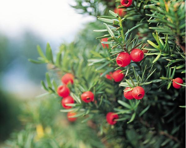 曼地亚红豆杉和欧洲红豆杉,曼地亚红豆杉和南方红豆杉