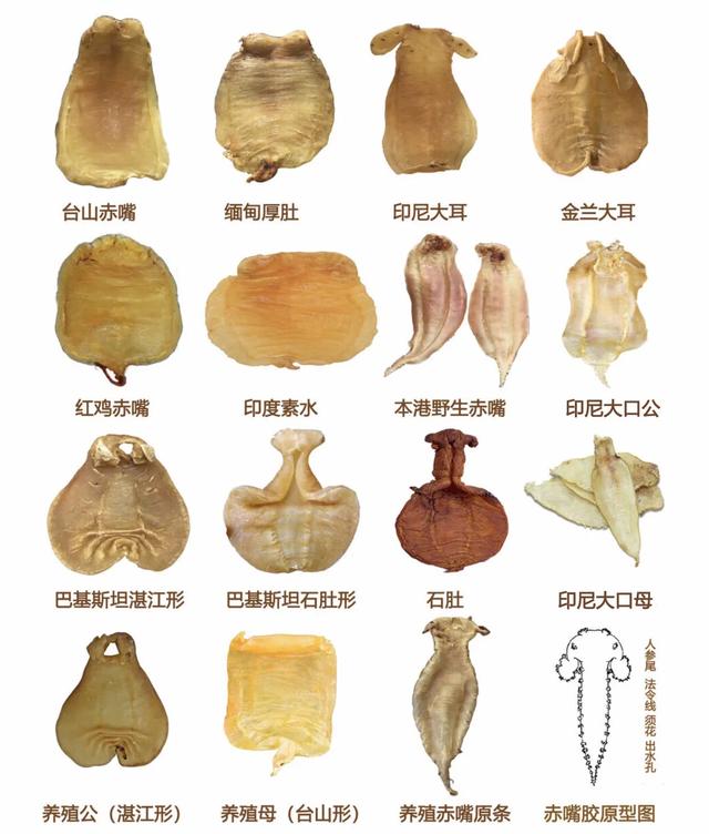 花胶燕窝正品鉴别方法图片,缅甸花胶真假鉴别方法