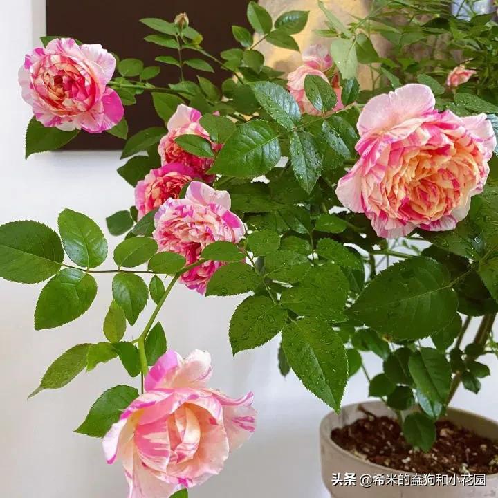 苦尽甘来栀子花,苦尽甘来推荐