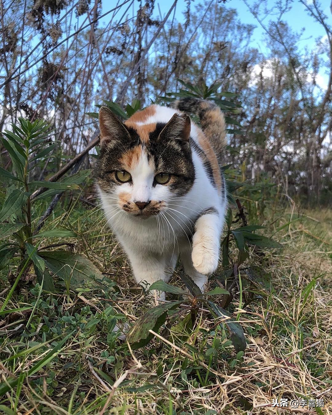 养活一只猫容易吗,宠物猫咪如何饲养才好养