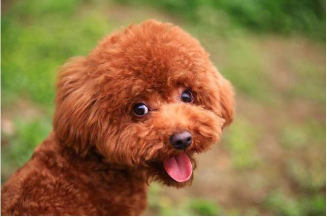 为什么很多人去弃养拉布拉多,为什么有些人会抛弃宠物